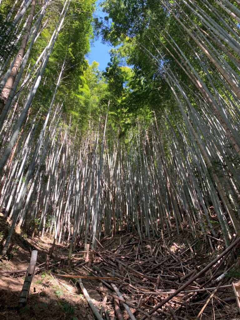 静岡県の竹林整備風景。繁茂する竹と整理された枝の下にある清掃されたスペース。